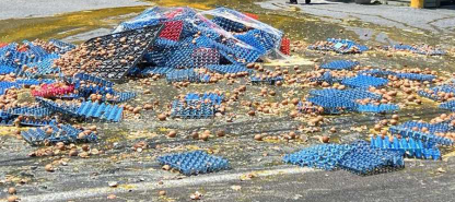 Over 4,000 Trays of Imported Eggs Destroyed After Failing Biosecurity Inspection in Port Vila