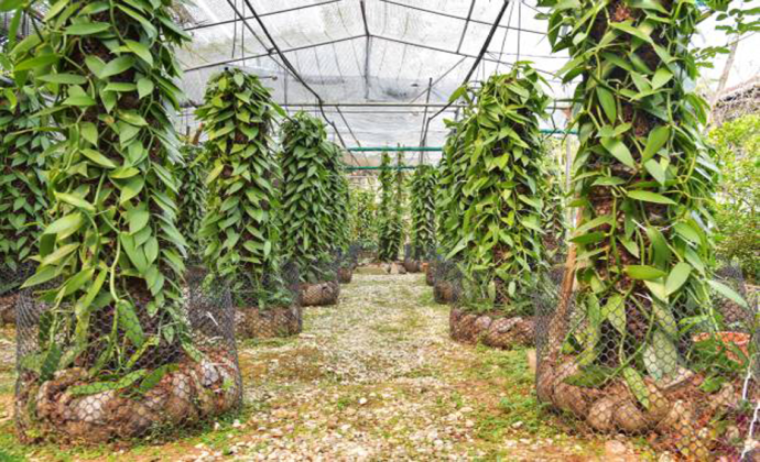 Vanilla Farm Vanuatu Pacific Region