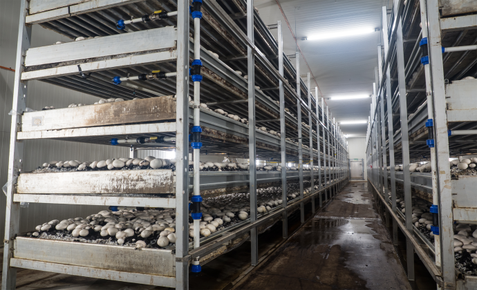 Button Mushroom Farm Enterprise